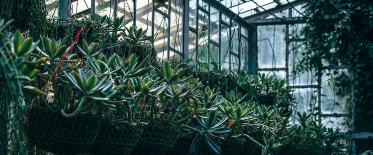 Berliner Staudenmarkt im Botanischen Garten Berlin ...