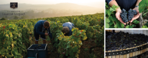 Laurent_Lequart_harvest