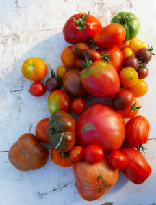 Willkommen zur Tomatenverkostung: Fest ist die Schale und süß das Aroma des fleischigen Ochsenherzens aus Rumänien (ganz unten). Die kleinen schwarzen Mauretanierinnen gehören zur marokkanischen Familie der süßen „Schokoladentomaten“. Die große Goldgelbe (Namenlos) schmeckt besonders süß und samtig mit leichter Säure. Die gelben Birnchen sind Sloweninnen und setzen Akzente. Die Principe Borghese mit den neckischen kleinen Zipfeln ist so frech wie sie aussieht: spritzig und knackig. Dazwischen die runden Klassiker: Campari und das Harzer Feuer (Klassiker des Ostens). Exotisch hingegen die Roten Zebras, die es auch in grün und gelb- gestreift gibt.