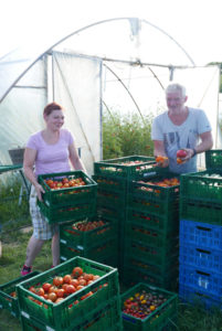 Ein eingespieltes Team. Horst Siegeris mit Denise bei der Tomatenernte. Für die über 100 raren Sorten braucht es das Fachwissen der beiden Gartenfachbauern.