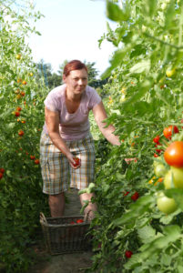 Denise bei der Tomatenernte auf dem Obsthof Siegeris in den Glindower Alpen. Hier wachsen über 100 Tomatensorten aus aller Welt.