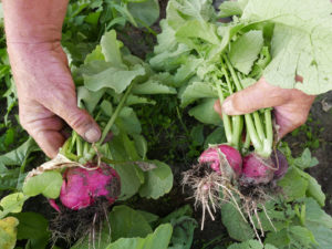 Gartenfachbauer Horst Siegeris ist stolz auf seine besonders aromatischen Rettichsorten und Radieschen. Die dürfen alle auch krumm sein.