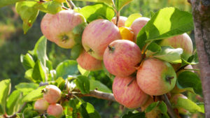 Pralle Äpfel,. Auf dem Obsthof Siegeris wachsen an die 40 alte Apfelsorten. Auf die Frage nach dem gesündesten „appel a day – keeps the doctor away“ – Exemplar empfiehl Siegeris er den Vitamin C reichen Berlepsch oder die Goldparmäne mit dem nussigen Aroma.