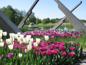 Tulipan am Kalenderplatz (c) Grün Berlin