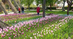 Tulipan im Britzer Garten 1 (c) Grün Berlin