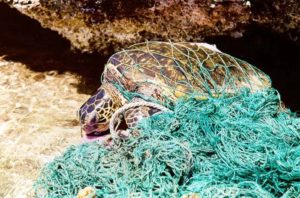 Turtle_entangled_in_marine_debris_(ghost_net)