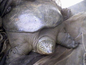 Jangtse Riesenweichschildkröte