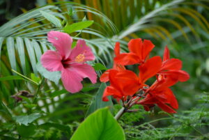 Hibiskus Biosphäre Potsdam © Tina Merkau