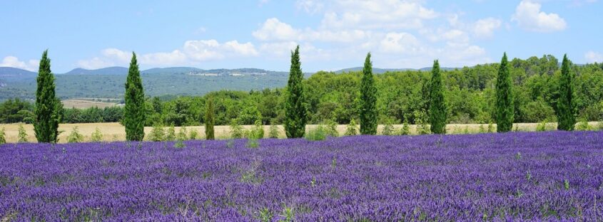 lavender-field-1595580_1920